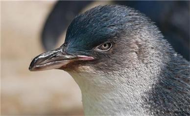 در آدلاید: مسن‌ترین پنگوئن کوچکِ جهان هنوز برای جوجه‌هایش پدری می‌کند