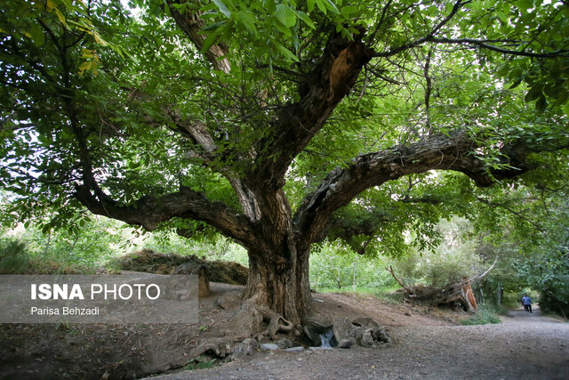 تفرش، شهری که باید بشناسید